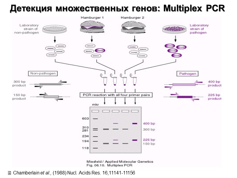 Детекция множественных генов: Multiplex PCR  Chamberlain et al., (1988) Nucl. Acids Res. 16,11141-11156
